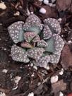 Suculenta TITANOPSIS CALCAREA