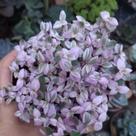 Suculenta Tostão variegata Rosa