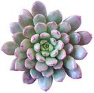Suculentas / echeveria Basfful