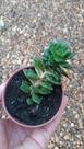 Suculentas / echeveria