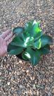 Suculentas / echeveria chocolate rufffles Suculentas / echeveria chocolate rufffles