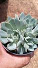 Suculentas / echeveria s/identificação