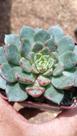 Suculentas / echeveria shanrok