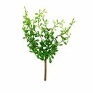 Suculentas Grandes para Decoração