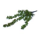 Suculentas verdes pendente 25cm - un