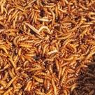 Superworm 300 Superworms Vivos Grandes Orgânicos em Lote