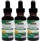 Suplemento Nature's Answer Astragalus Root 30 mL (pacote com 3)