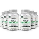 Suplemento Organics Ocean Wild Sea Moss Orgânico - 6 Garrafas