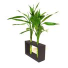Suporte Duplo em Madeira e Vaso de Vidro com Bambu da Sorte - Decoração e Simbolismo