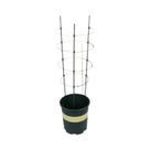 Suporte Para Plantas Em Aço Revestido De Plástico De 45cm, Estrutura Decorativa Para Trepadeiras
