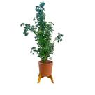 Suporte Para Vaso De Plantas Fixo Reforçado Pequeno