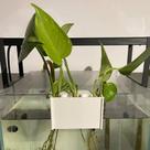 Suporte Plantas Aquário 5 Furos - Hidroponia Jiboia e Mudas Clip Suporte Hanger 5 slots