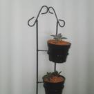 suporte suculentas duplo