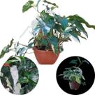Syngonium Variegata Singônio Trepadeira Folhagem Exótica C21