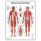 Tabela anatômica do sistema muscular do laboratório de anatomia 44x57cm laminada