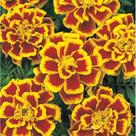 Tagetes Petit Anã Dobrada Sortida - 370mg de Sementes
