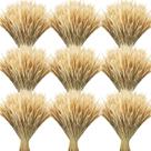 Talos de trigo secos Geosar 600 Hastes para decoração de 40 cm