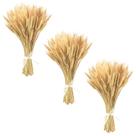 Talos de trigo secos Uieke 45 cm 300 hastes de trigo 100% natural Talos de trigo secos Uieke 45 cm 300 hastes de trigo 100% natural