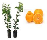 Tangerina Decopon - Frutífera Exótica, Pronta P Plantio Tangerina Decopon - Frutífera Exótica, Pronta P Plantio