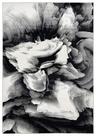 Tapete Abani Arto 91 x 152 cm Preto e Branco Floral