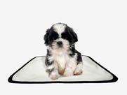 Tapete pet lavável educador higiênico 4 un PP 40x50cm Tapete pet lavável educador higiênico 4 un PP 40x50cm