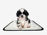 Tapete pet reutilizável educador dog oferta 5 un PP 40x50cm