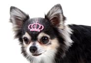 Tattoo Pet para Cachorro e Gato Pet