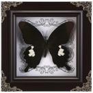 Taxidermia de borboleta real emoldurada WTUAWB Great White Spotted
