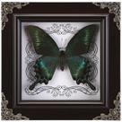 Taxidermia de borboleta real emoldurada WTUAWB Green-Banded Queen