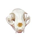 Taxidermy Real Animal Skull Cat CLOEAT for Science Gift