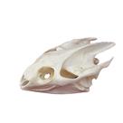 Taxidermy Real Animal Skull Turtle CLOEAT para presente educacional Taxidermy Real Animal Skull Turtle CLOEAT para presente educacional