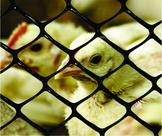 Tela Plastica Galinheiro Pinteiro Viveiro Altura 1,5m Vem 25m - Nortene Tela Plastica Galinheiro Pinteiro Viveiro Altura 1,5m Vem 25m - Nortene