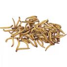 Tenébrio Molitor Desidratado - 1kg