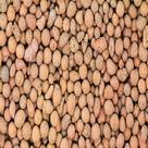 Terra nobre argila expandida 500g