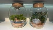 Terrário de plantas vivas