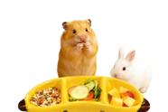 Tigela de comida para hamster, cerâmica, fofa, maçã, pera, banana, forma de banana