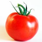 Tomate Bagé Híbrido F1- 1.000 Semenets / 2,3gr