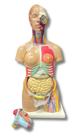 Torso De 85 Cm, Bissexual, Com Coluna Exposta, Em 25 Partes