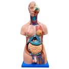 Torso de 85cm Bissexual com Coluna Exposta em 25 Partes - Anatomic TGD-0202-C
