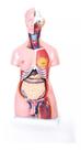 Torso Humano 85cm Bissexual 24 Partes - Coluna Exposta