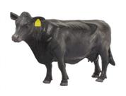 Toy Little Buster Toys Angus Cow realista em escala 1/16