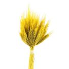 Trigo Amarelo Desidratado p/ Decoração