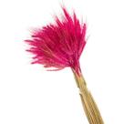 Trigo Pink Desidratado p/ Decoração