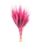 Trigo Rosa Desidratado p/ Decoração