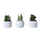 Trio Cachepot Mini - Adornos