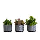 Trio Cachepot P - Realce Trio Cachepot P - Realce