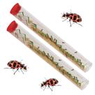 Tubos de larvas de joaninha vivos Insect Lore Joaninhas pintadas de rosa