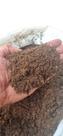 Turfa de sphagnum importada - 20 litros