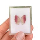 Turmalina Bicolor Placa Borboleta Par 5,52ct Turmalina Bicolor Placa Borboleta Par 5,52ct