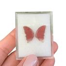 Turmalina Bicolor Placa Borboleta Par 5,78ct